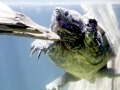 Alligator Snapping Turtle
