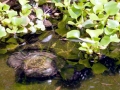 Alligator Snapping Turtle