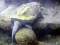 Alligator Snapping Turtle