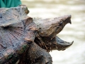 Alligator Snapping Turtle