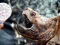 Alligator Snapping Turtle