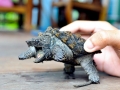 Alligator Snapping Turtle