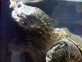 Alligator Snapping Turtle