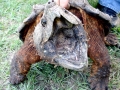 Alligator Snapping Turtle