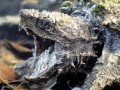 Alligator Snapping Turtle