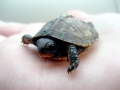 Alligator Snapping Turtle