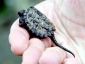 Alligator Snapping Turtle