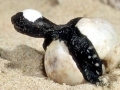 Alligator Snapping Turtle