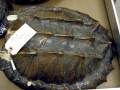 Alligator Snapping Turtle