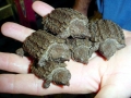 Alligator Snapping Turtle