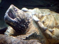 Alligator Snapping Turtle