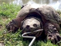Alligator Snapping Turtle