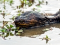 Alligator Snapping Turtle