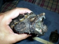 Alligator Snapping Turtle