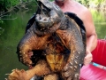 Alligator Snapping Turtle