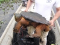 Alligator Snapping Turtle