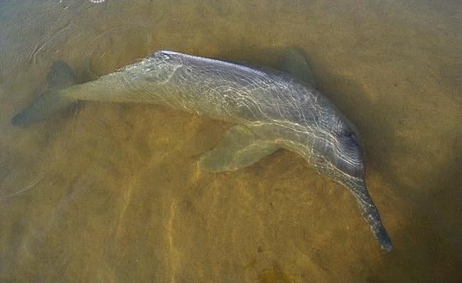 Amazon Pink River Dolphin