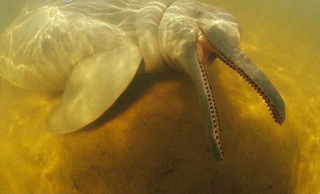 Amazon Pink River Dolphin