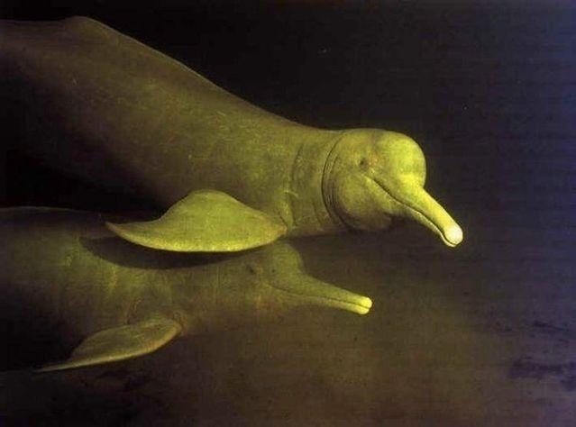Amazon Pink River Dolphin