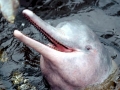 Amazon Pink River Dolphin