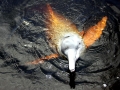 Amazon Pink River Dolphin
