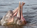 Amazon Pink River Dolphin