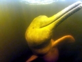 Amazon Pink River Dolphin