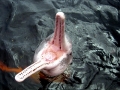 Amazon Pink River Dolphin