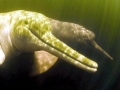 Amazon Pink River Dolphin