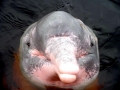 Amazon Pink River Dolphin