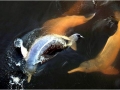 Amazon Pink River Dolphin