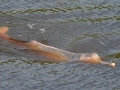 Amazon Pink River Dolphin