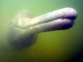 Amazon Pink River Dolphin