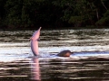 Amazon Pink River Dolphin
