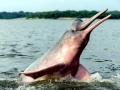 Amazon Pink River Dolphin