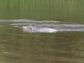 Amazon Pink River Dolphin