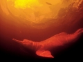 Amazon Pink River Dolphin