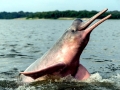 Amazon Pink River Dolphin