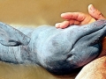 Amazon Pink River Dolphin