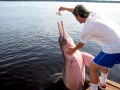 Amazon Pink River Dolphin