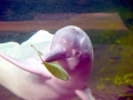 Amazon Pink River Dolphin