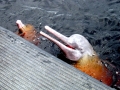 Amazon Pink River Dolphin