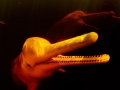 Amazon Pink River Dolphin