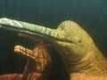 Amazon Pink River Dolphin