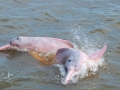Amazon Pink River Dolphin