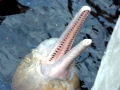 Amazon Pink River Dolphin