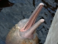 Amazon Pink River Dolphin