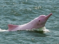 Amazon Pink River Dolphin