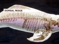 Amazon Pink River Dolphin