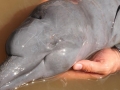 Amazon Pink River Dolphin